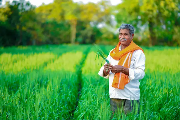 Farmer harvesting crops in the field
